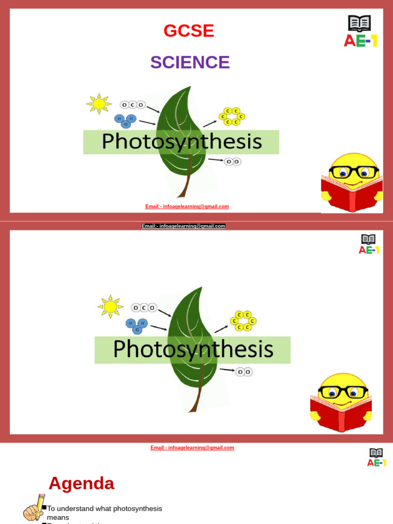 Understanding Photosynthesis Basics | PDF | Photosynthesis | Plants