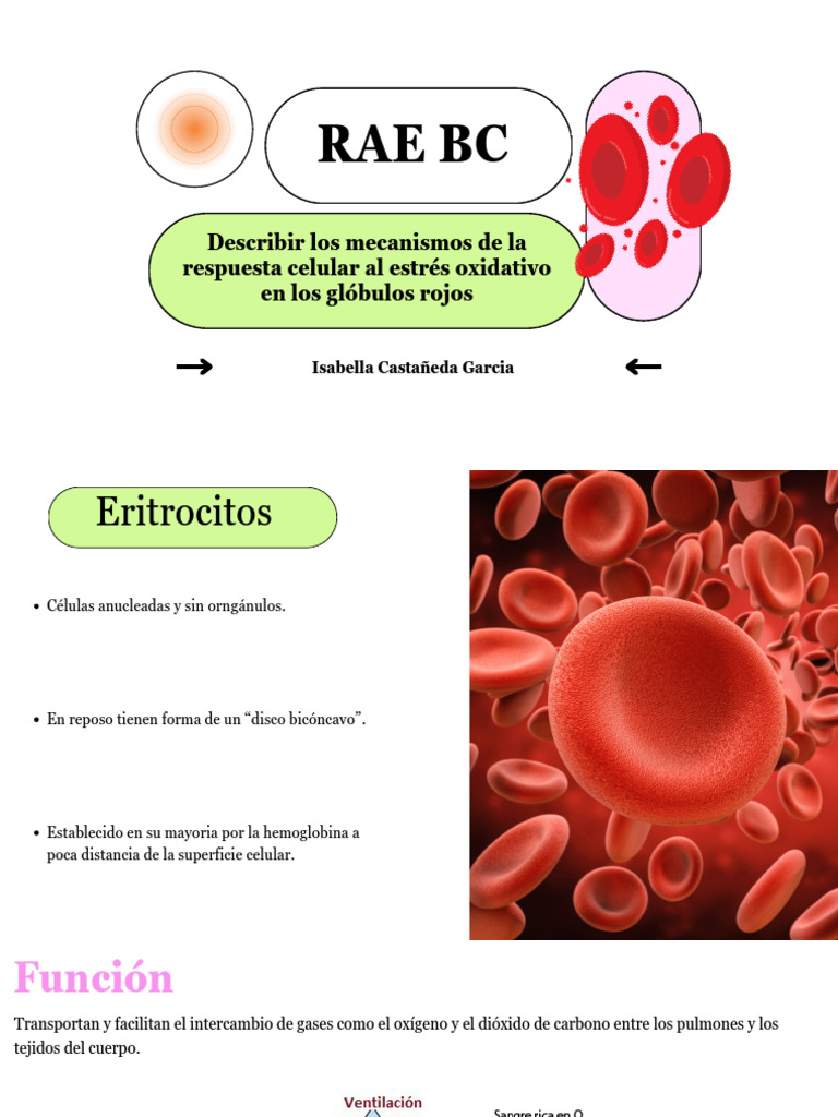 Presentacion RAE BC | PDF | Glutatión | Glóbulo rojo
