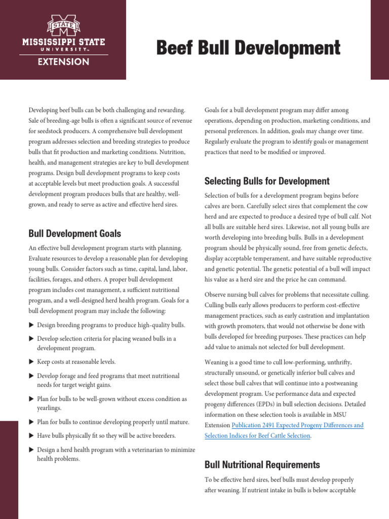 Beef bull developement | PDF | Cattle | Dietary Fiber