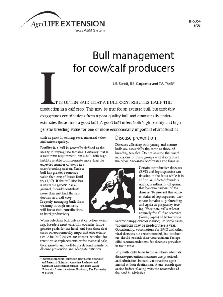 Bull Management for Optimal Fertility | PDF | Cattle | Cottonseed
