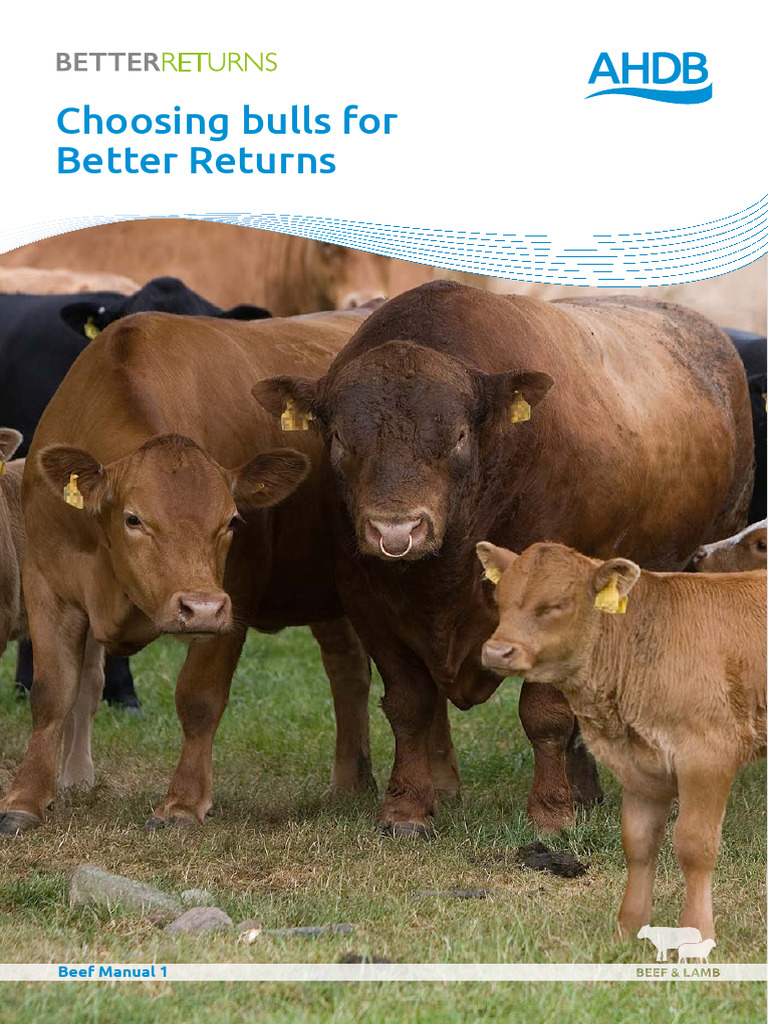 Choosing Bulls For Better Returns | PDF | Cattle | Heritability