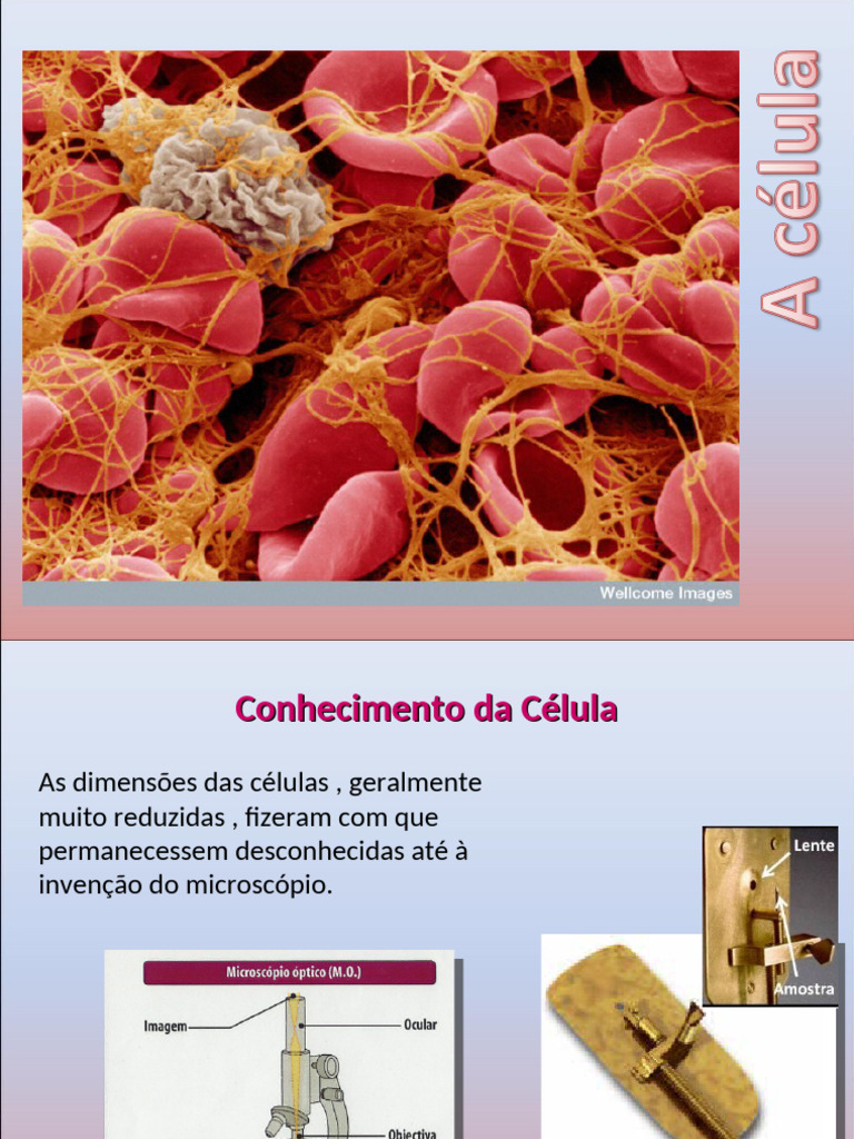 2 - A Célula | PDF | Célula (Biologia) | Citoplasma