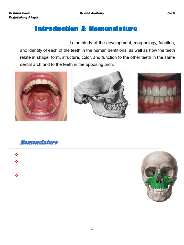 Dental Anatomy Pdf Dental Anatomy Human Tooth