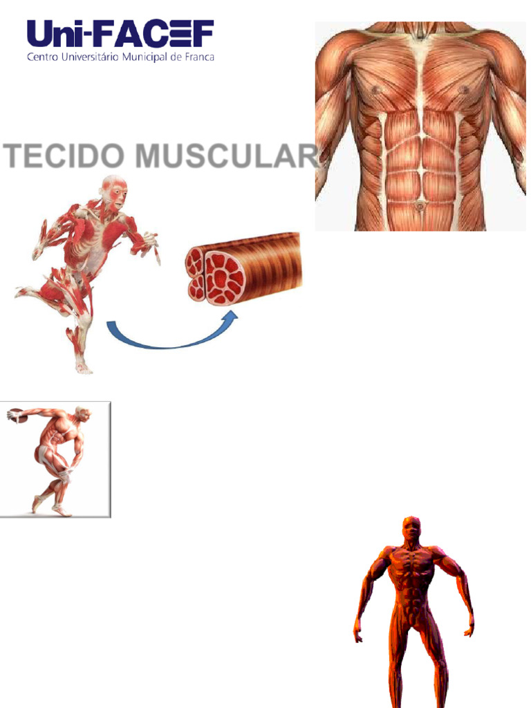 Estruturas e Funções do Tecido Muscular | PDF | Músculo | Tecido (Biologia)