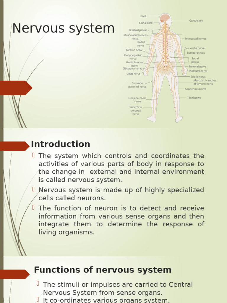 Nervous System - PPTX New | PDF | Chemical Synapse | Action Potential