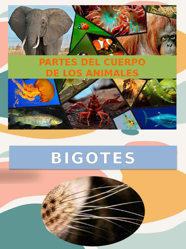 Partes Del Cuerpo Animales | PDF | Artes del Lenguaje y Comunicación ...