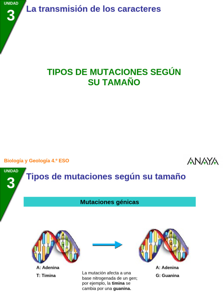 03 4BG 03 Mutaciones Tamano | PDF