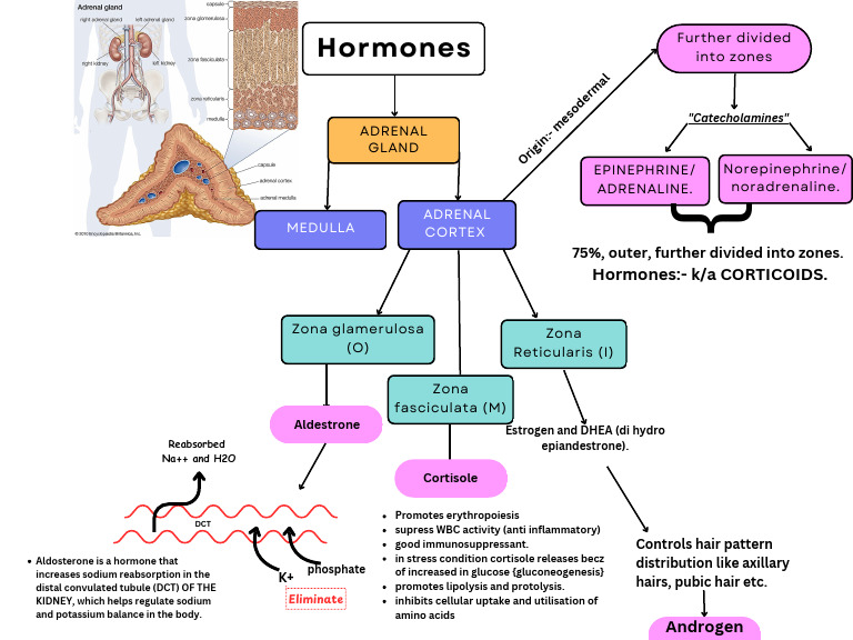 Adrenal Gland Hormones Overview | PDF | Adrenal Gland | Endocrine System