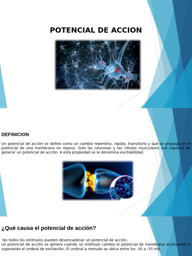 Potencial de Acción y Sinapsis Neuronal | PDF | Sinapsis | Potencial de ...