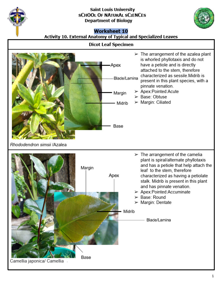 Anatomy and Modifications of Leaves | PDF | Leaf | Flowers