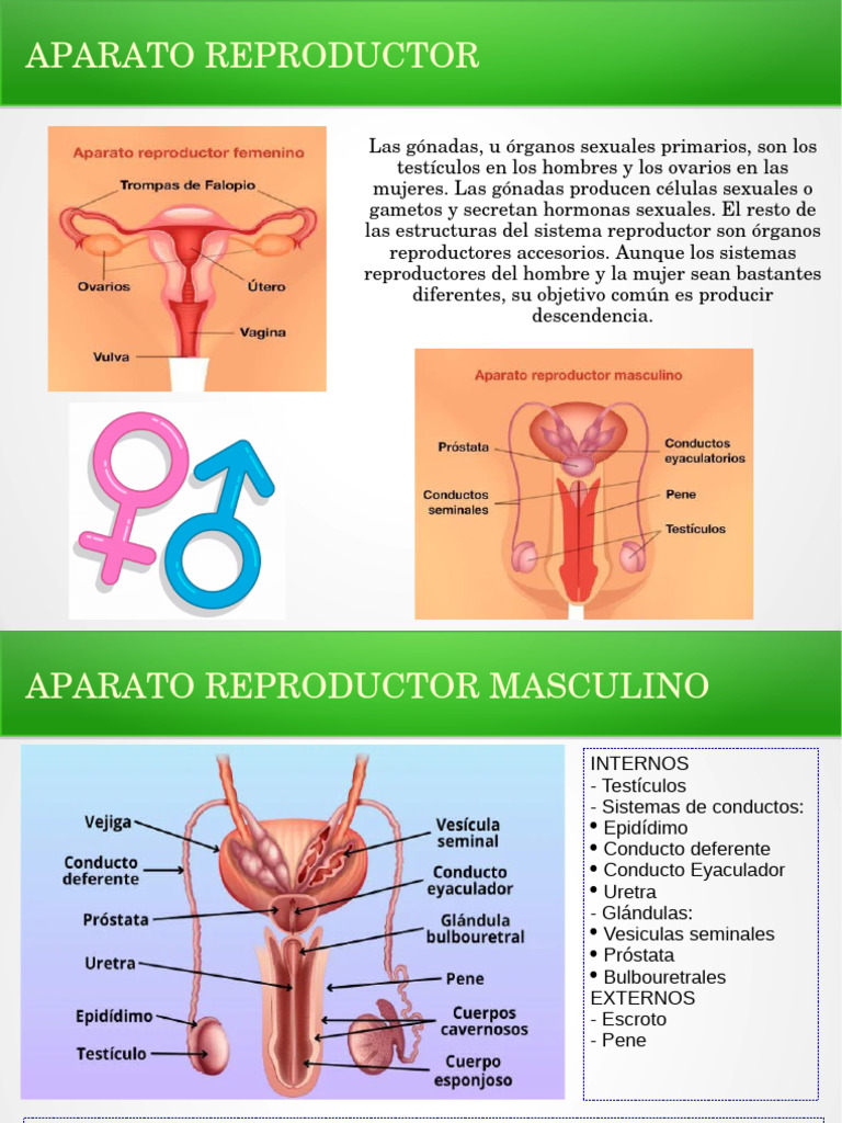 Anatomía del Sistema Reproductor Humano | PDF | Próstata | Ovario