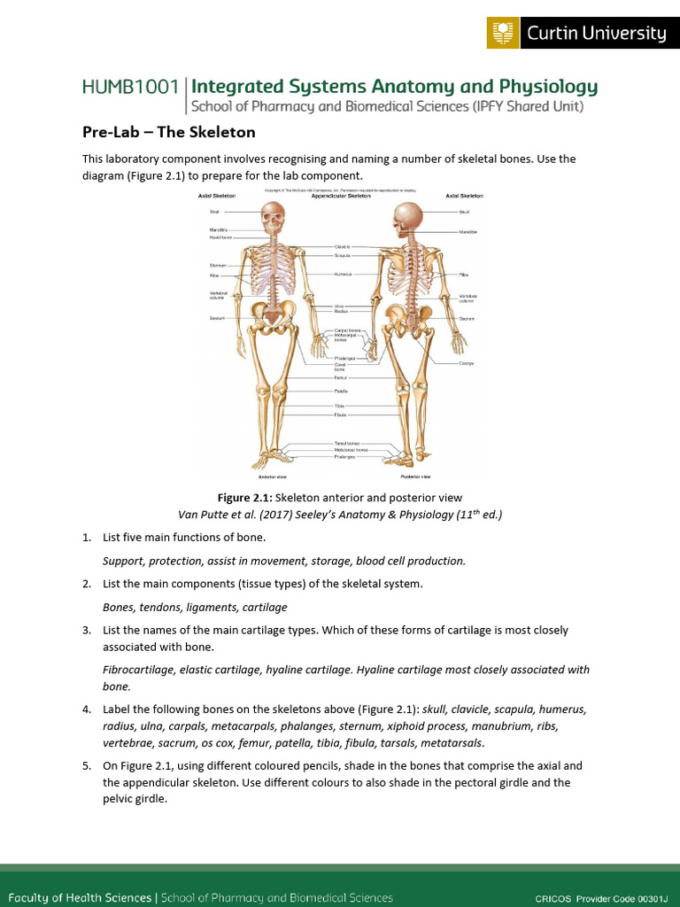 Pre-Lab The Skeleton Answers | PDF | Bone | Skeleton