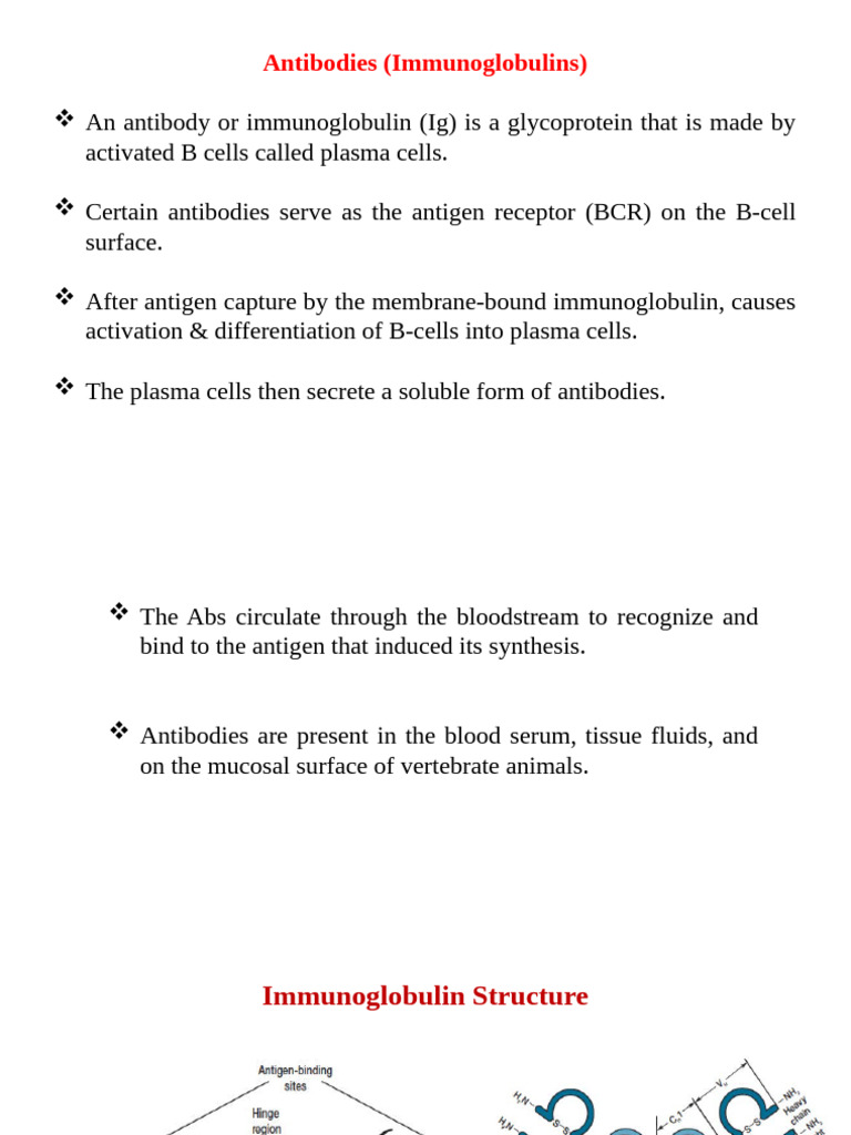 5 - Lecture Immunoglobulins | PDF | Antibody | Immunoglobulin G