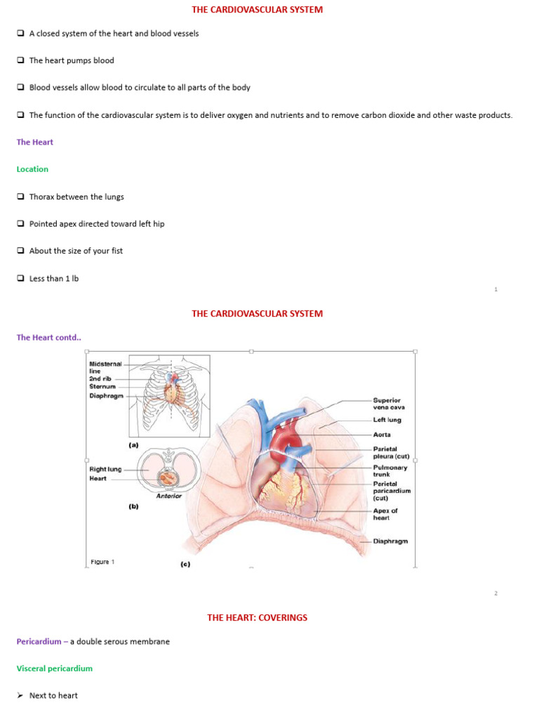 Cardiovascular System Pdf Heart Heart Valve