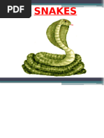 Snake Hazard Awareness and Safety Guide | PDF | Snake | Venomous Snakes