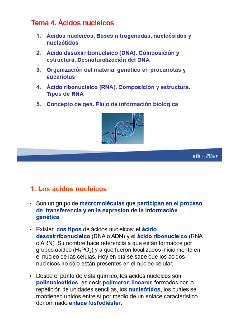 Tema 4. Acidos Nucleicos | PDF | Adn | Rna