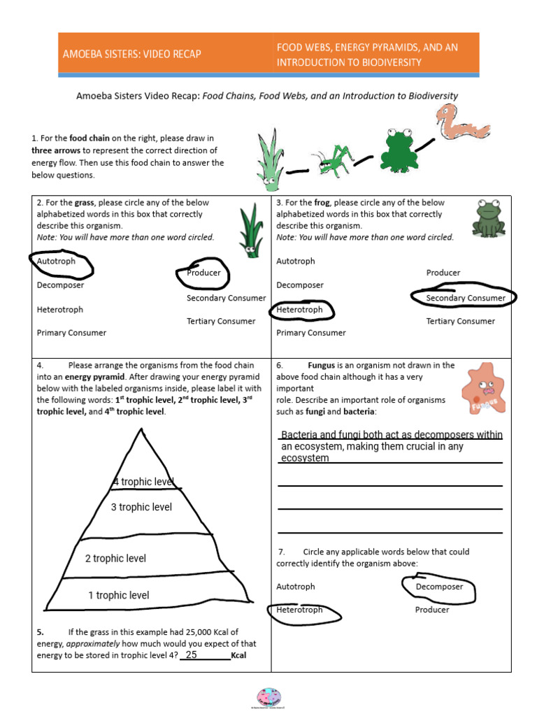Amoeba Sisters - Video Recap Food Webs and Energy Pyramids | PDF | Food Web  | Environmental Social Science, image size:768x1024