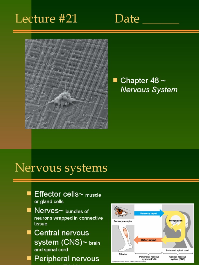 Lecture 21, Ch. 48 | PDF | Neuron | Action Potential