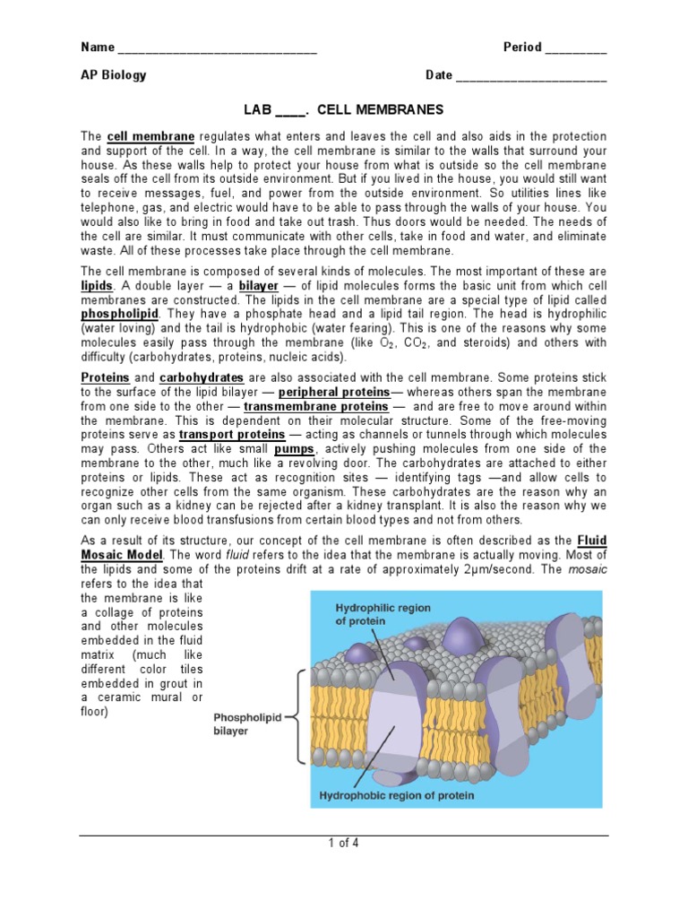 Lab 40 Cell Membranes 2006 | PDF | Cell Membrane | Cell (Biology)