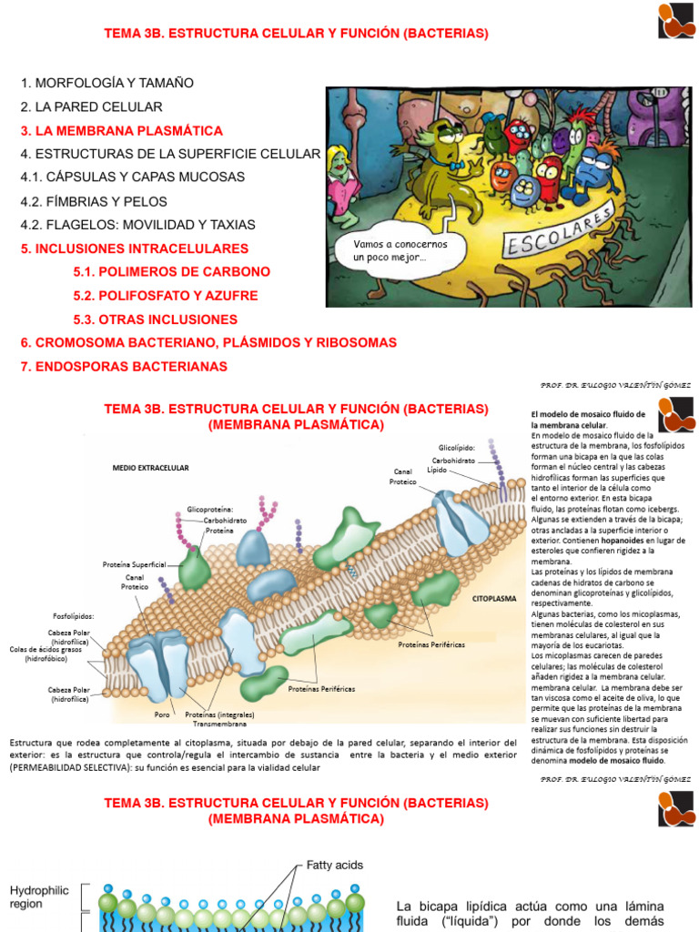 Estructura y Función de Bacterias | PDF
