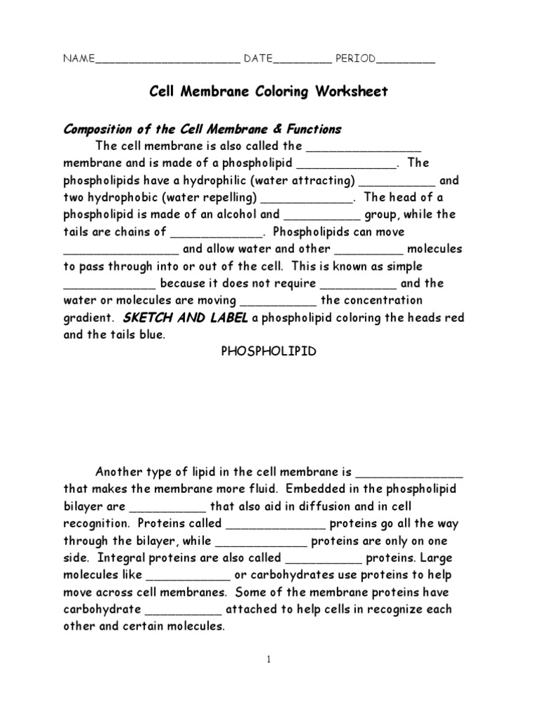 Cell Membrane Coloring Worksheet Phospholipid Cell Membrane
