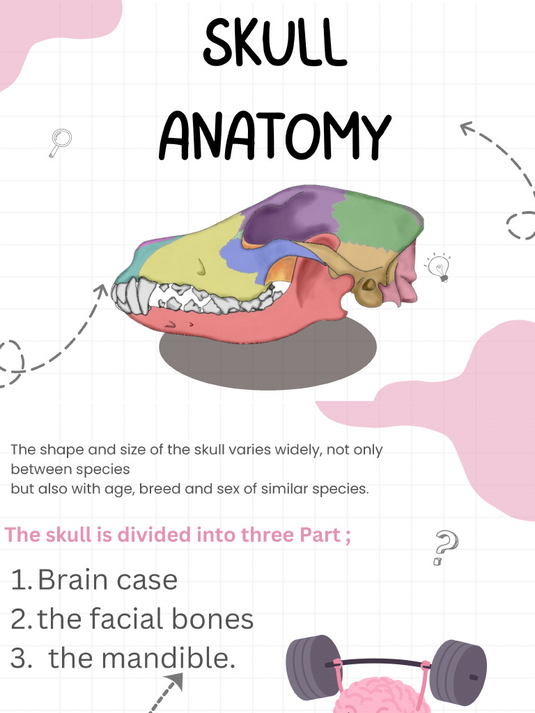 Skull Anatomy .PDF | PDF