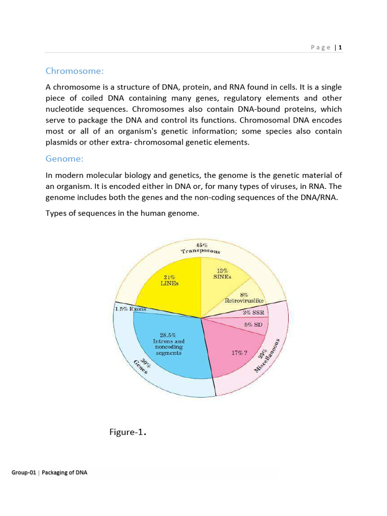 Packaging of dna pdf histone chromatin