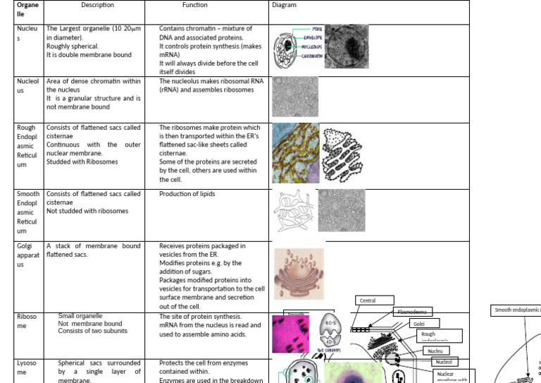 Infor Sheet Table of Cell Structure | PDF | Endoplasmic Reticulum ...