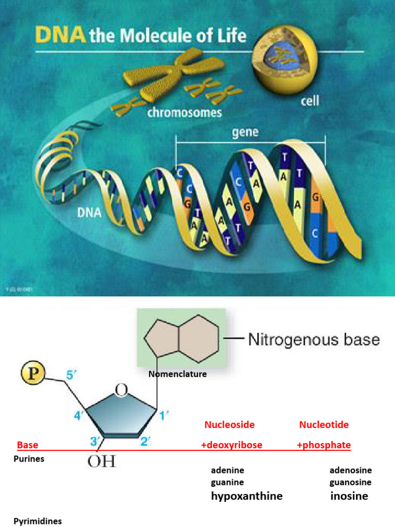 DNA Structure and Replication | PDF | Dna Replication | Primer ...