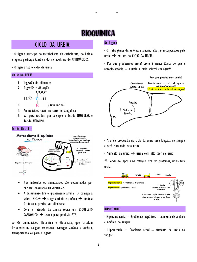 Ciclo Da Ureia - Estela Medup Txix | PDF | Bioquímica | Química