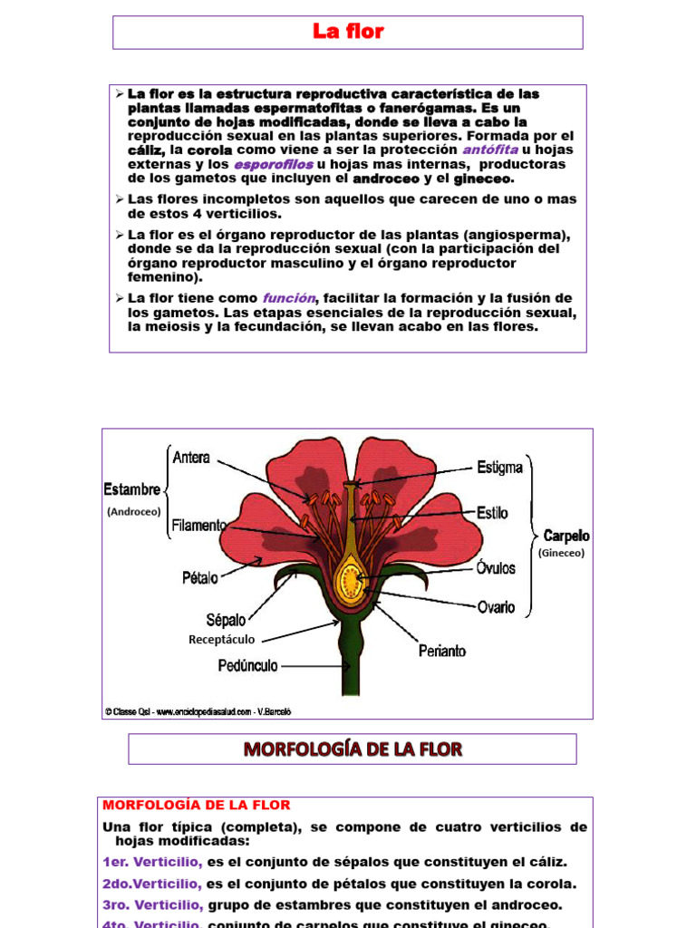 Estructura y Función de la Flor | PDF | Flores | Reproducción