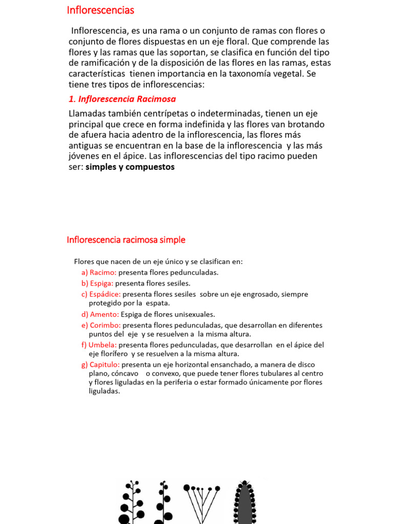 Tipos de Inflorescencias y Sus Características | PDF | Flores ...