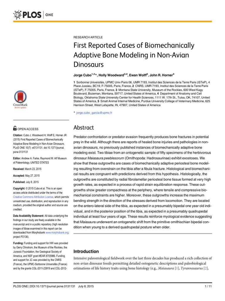 Adaptive Bone Modeling in Non-Avian Dinosaur | PDF | Bending | Bone