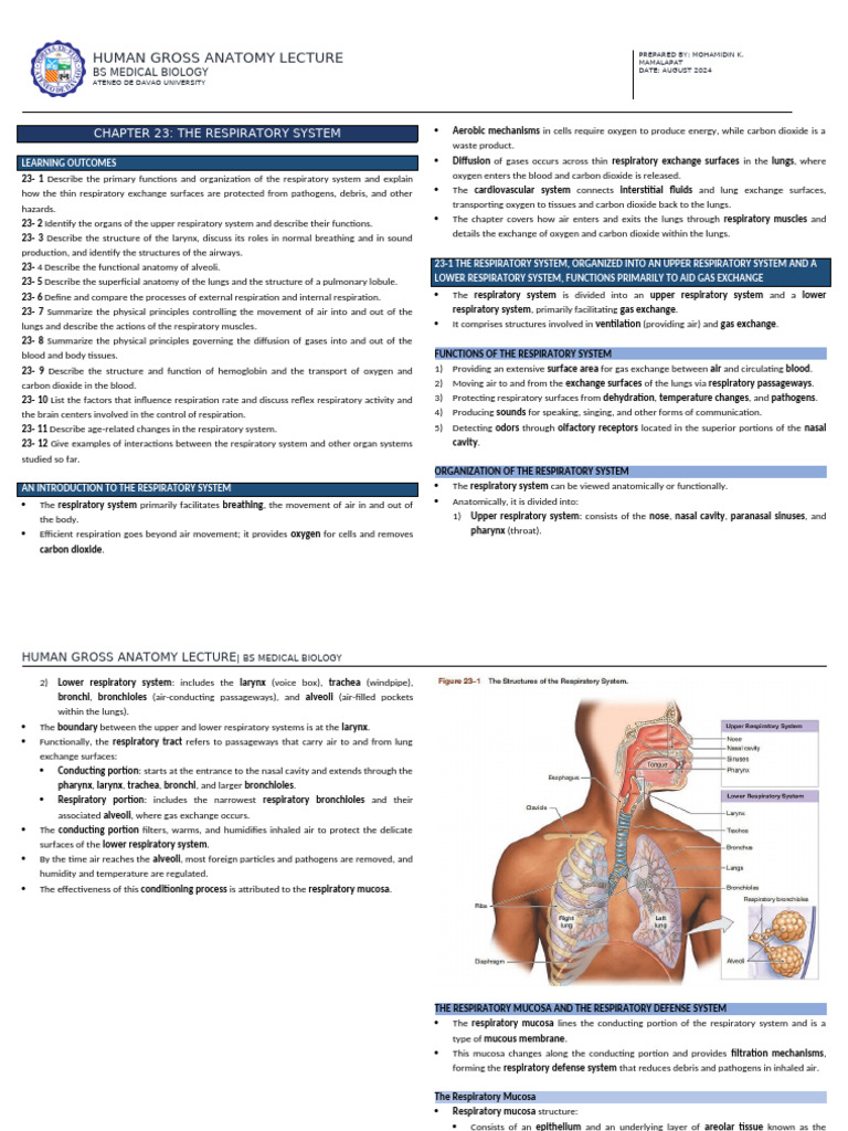 Respiratory Passageways Overview | PDF | Respiratory Tract | Lung