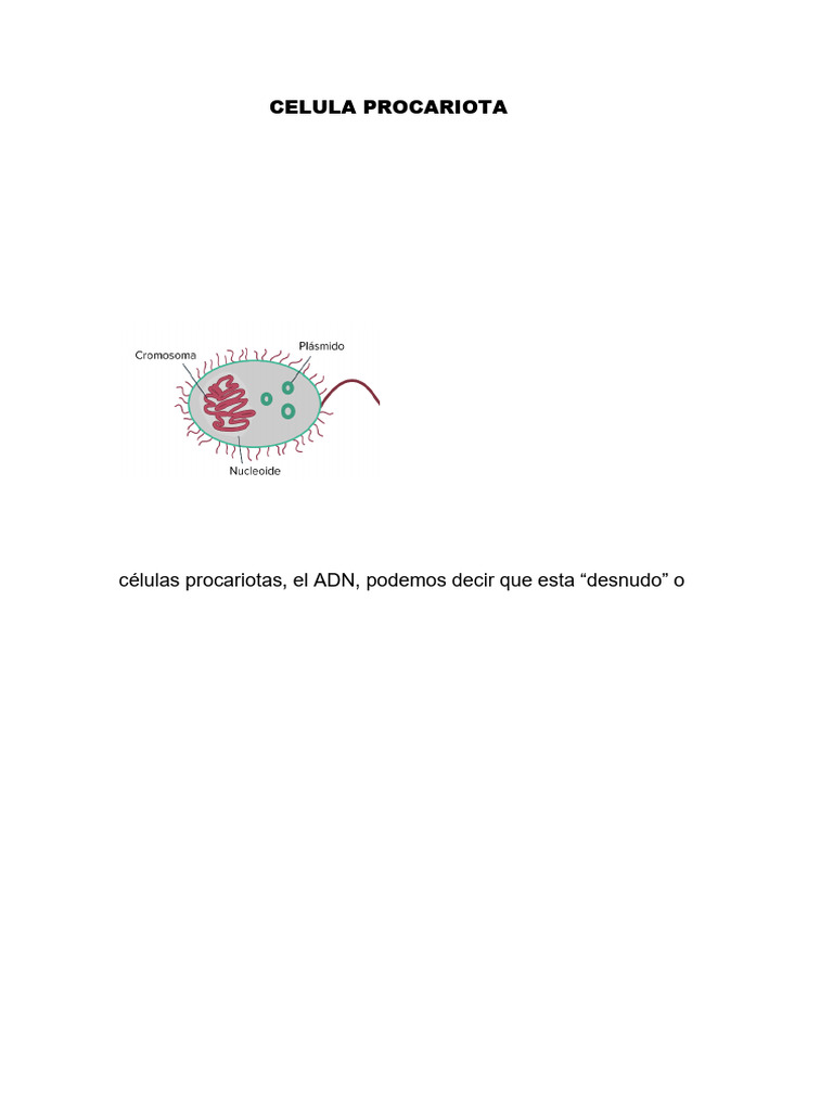 Celula Procariota-1 | PDF | Las bacterias | Biología Celular)