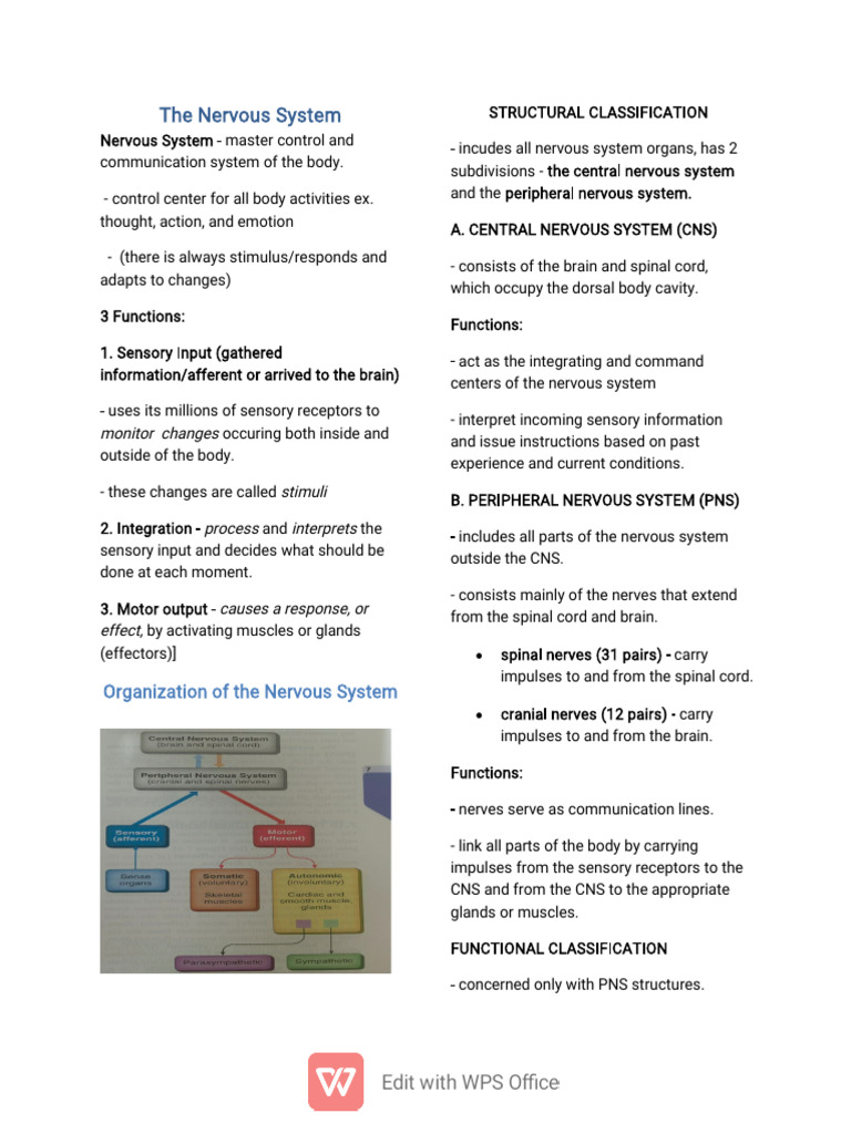 Overview of the Nervous System Functions | PDF | Axon | Neuron