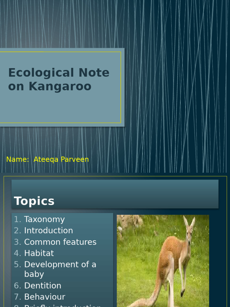 Kangaroo Ecology: Features & Behavior | PDF | Mammals