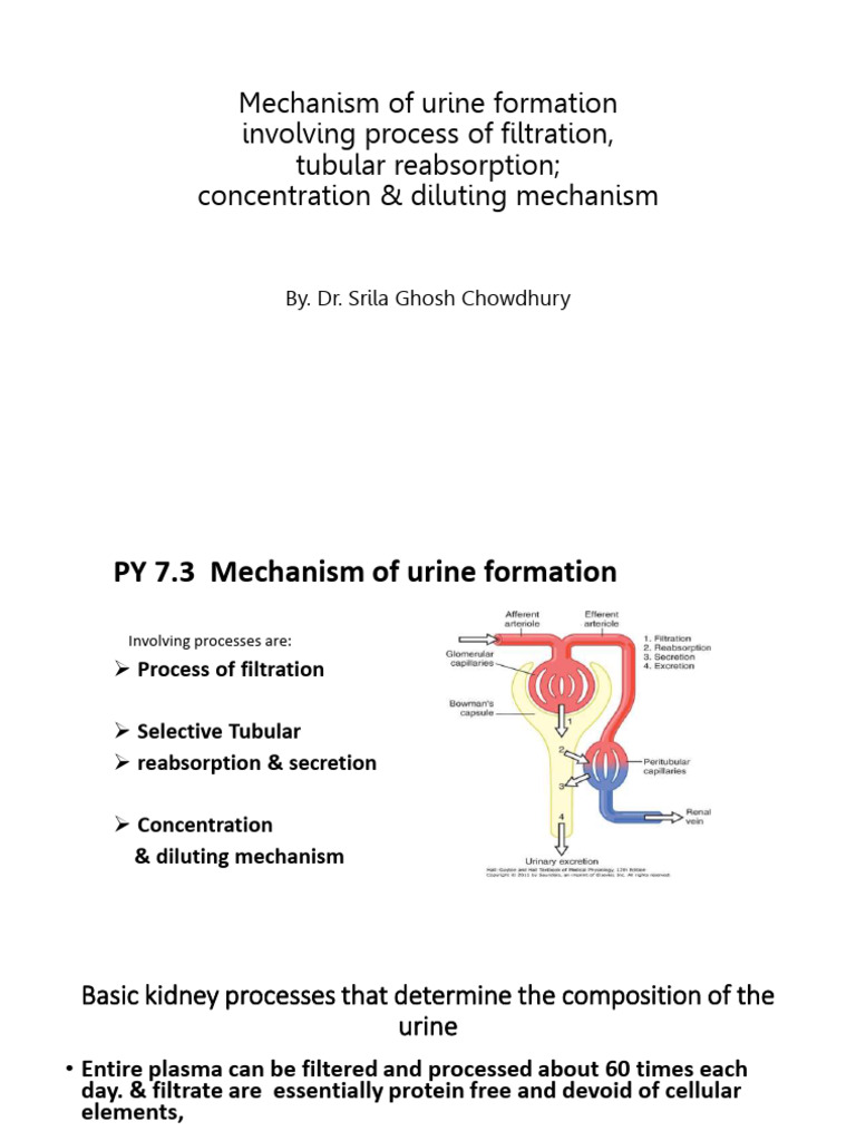 Urine Formation Mechanisms Explained | PDF | Kidney | Urinary System