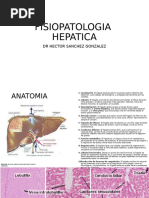 Funciones del Hígado y Riñones en Salud | PDF | Riñón | Metabolismo