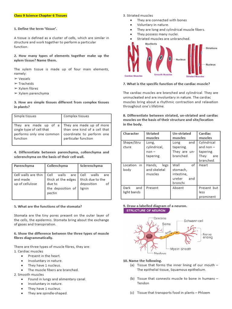Class 9 Science: Plant and Muscle Tissues | PDF | Tissue (Biology ...