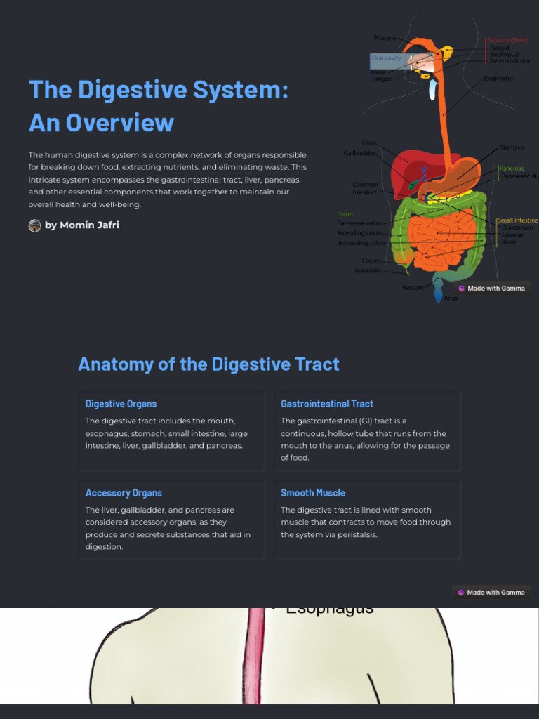 The-Digestive-System-An-Overview | PDF | Human Digestive System | Digestion