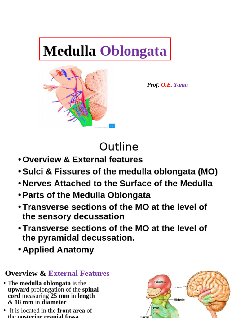 Anatomy of The Medulla Oblongata | PDF | Brainstem | Human Anatomy