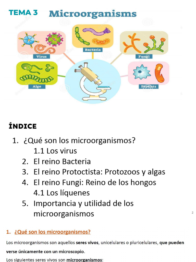 Copia de LOS MICROORGANISMOS, REINO BACTERIA, PROTOCTISTA Y FUNGI | PDF |  Microorganismo | Algas