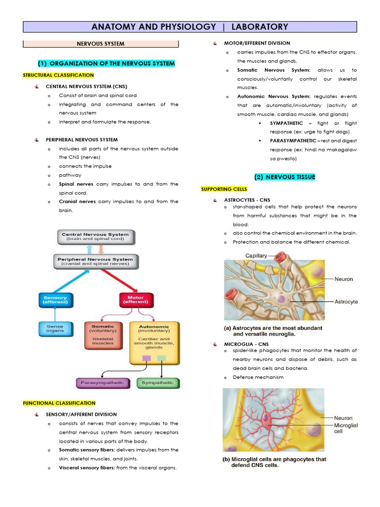 Nervous System Anatomy and Physiology | PDF | Cerebral Cortex | Axon
