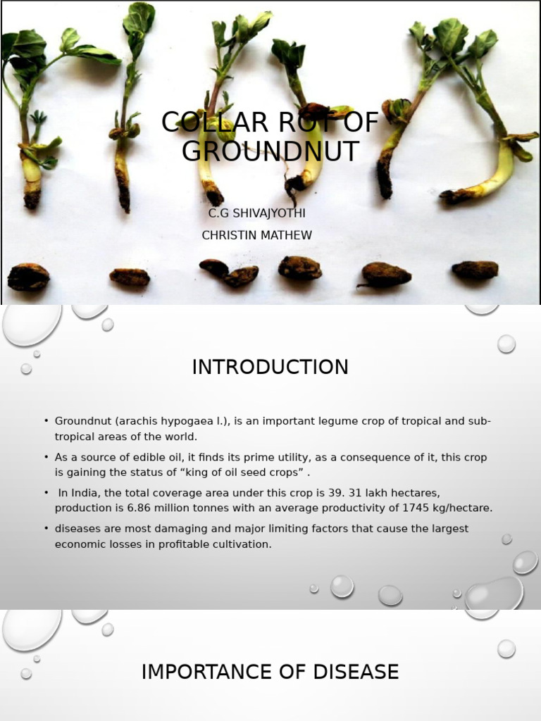 Collar Rot Disease in Groundnut | PDF | Peanuts | Seed