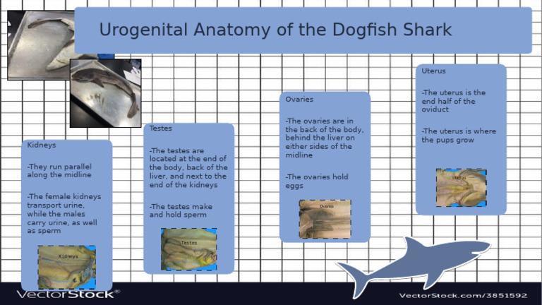 Dogfish Shark Urogenital Anatomy | PDF