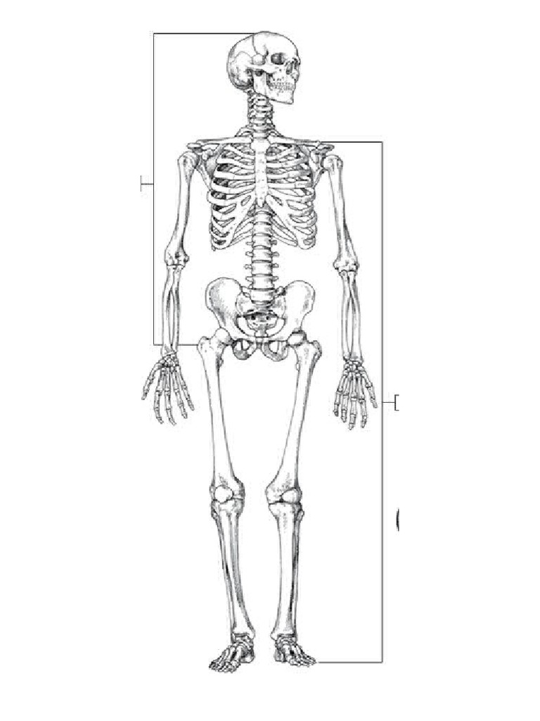 Esqueleto | PDF