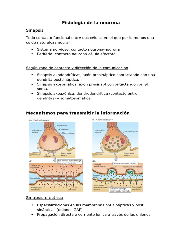 Tipos y Fisiología de la Sinapsis Neuronal | PDF | Sinapsis | Sinapsis ...