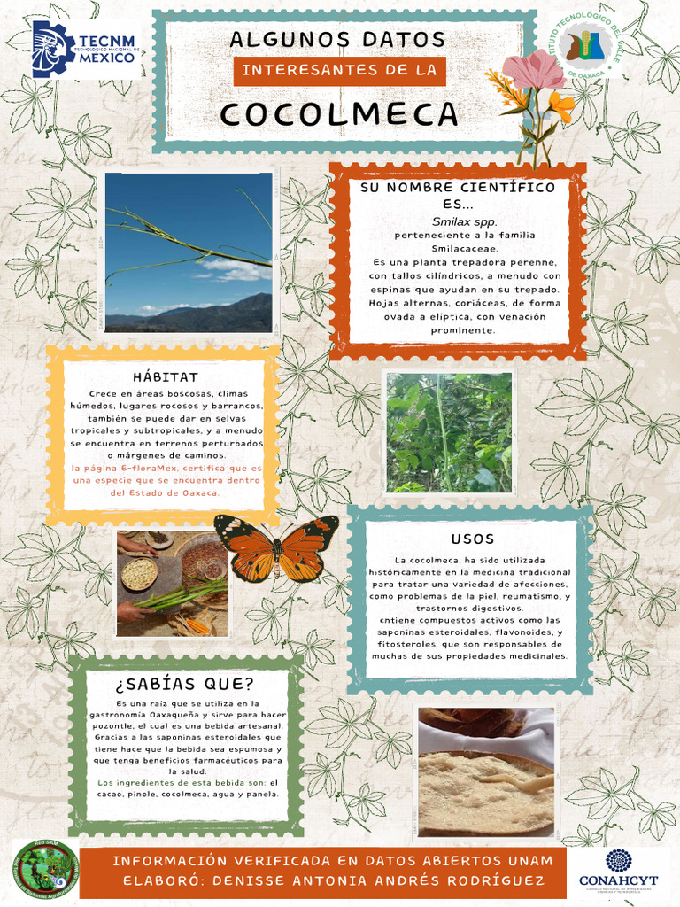 Beneficios y usos de la cocolmeca | PDF | Botánica | Plantas