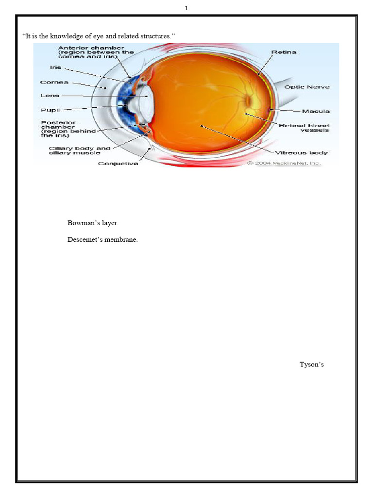 Anatomy and Functions of the Eye | PDF | Retina | Human Eye